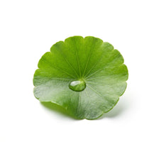 Centella asiática